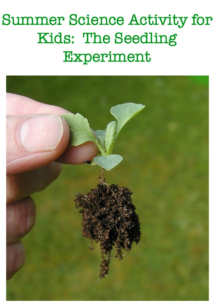 Summer Science Activity for Kids: The Seedling Experiment