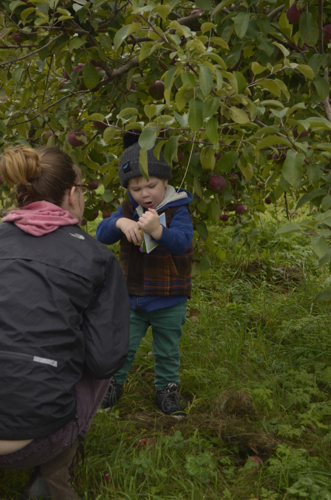 Teacing Kids About Apples: Apple Picking: A Fun Fall Activity for Kids & Families!