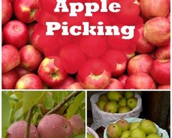 Apple Picking Fall Activity for Kids