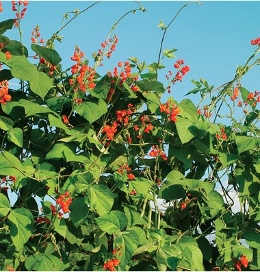  Gardening Activities For Toddlers